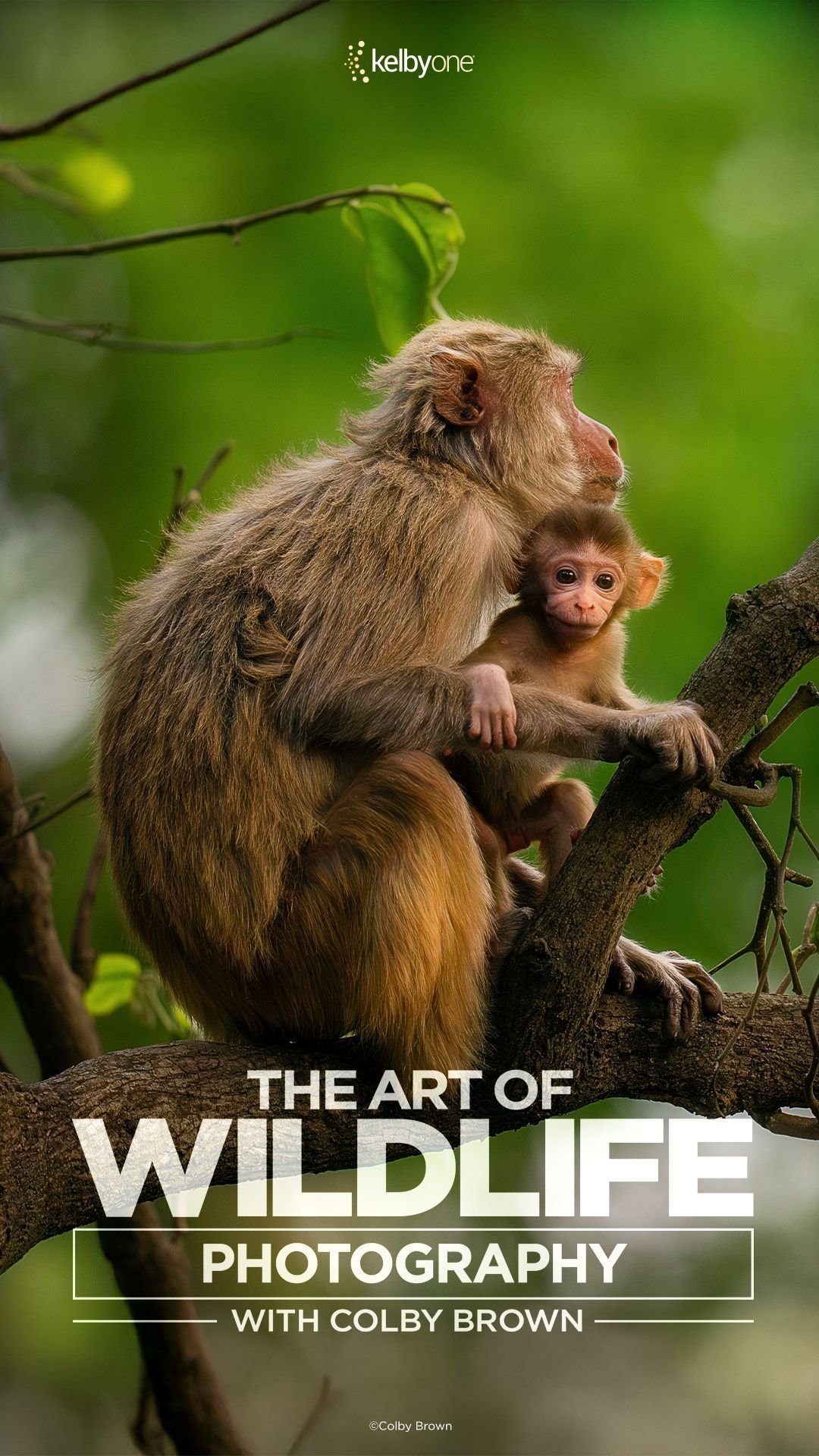 Documentary Nature IPTV